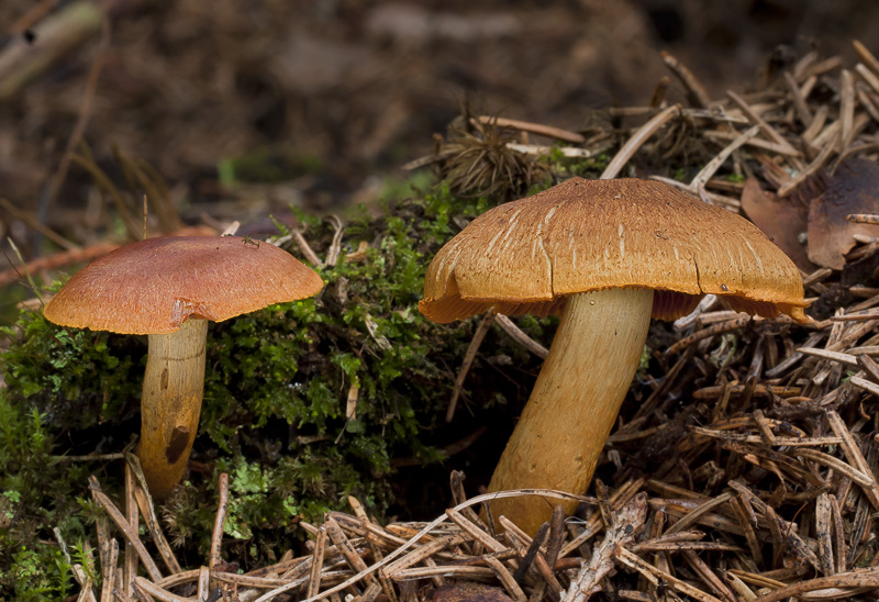 Cortinarius malicorius